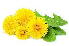 Raíz de Diente de León