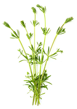 Hierba Amor del Hortelano