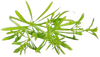 Cleavers Herb