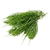Horsetail Extract